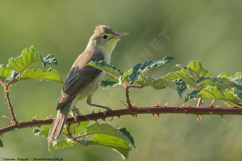 Melodious Warbleradult, identification, aspect