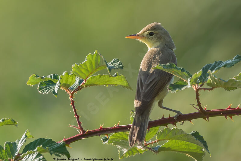 Hypolaïs polyglotteadulte, identification