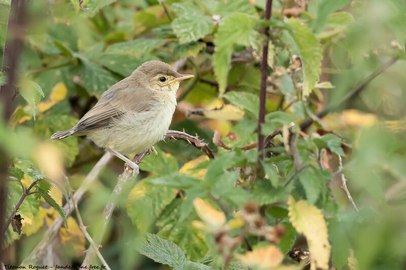 Melodious Warbler