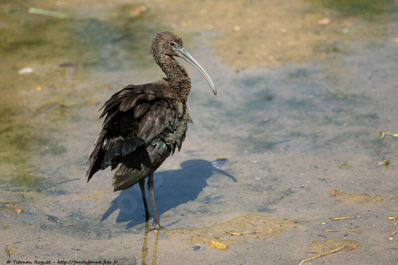 Ibis falcinelle1ère année, identification