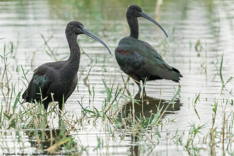 Glossy Ibis