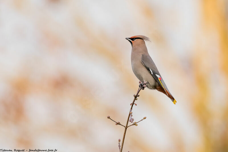 Bohemian Waxwing