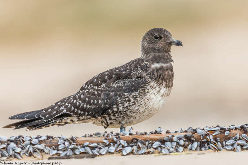 Long-tailed Jaeger