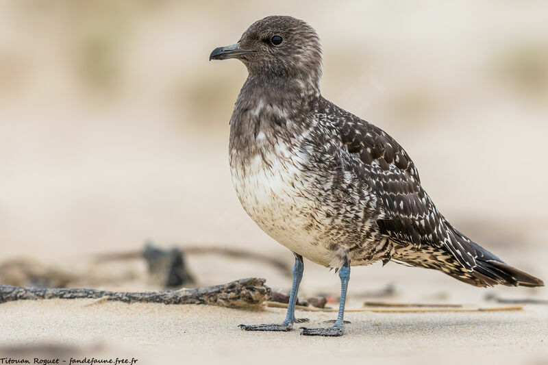 Long-tailed Jaeger