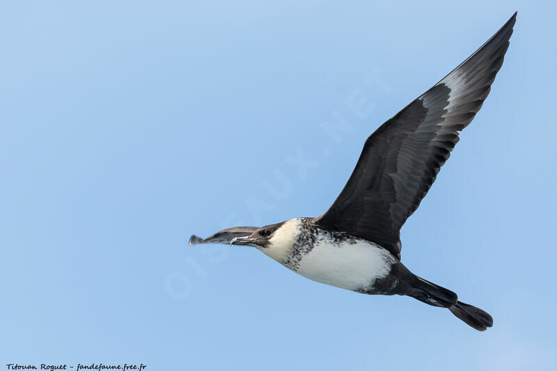 Pomarine Jaeger