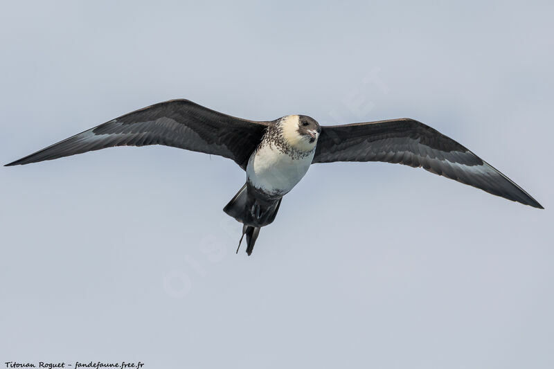 Pomarine Jaeger