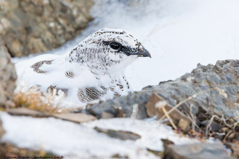 Rock Ptarmigan