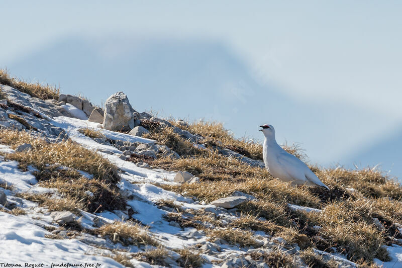 Rock Ptarmigan