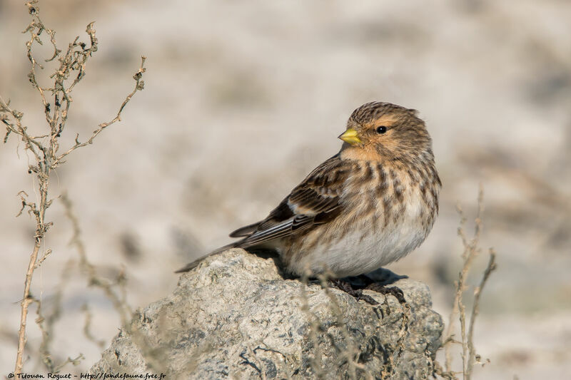 Twiteadult post breeding, Behaviour