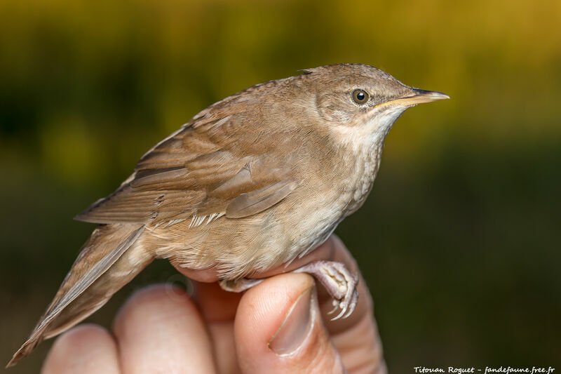 Savi's Warbler