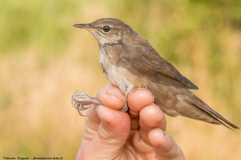 Savi's Warbler