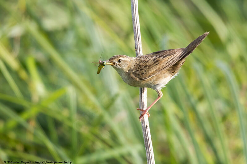 Locustelle tachetéeadulte, identification, mange