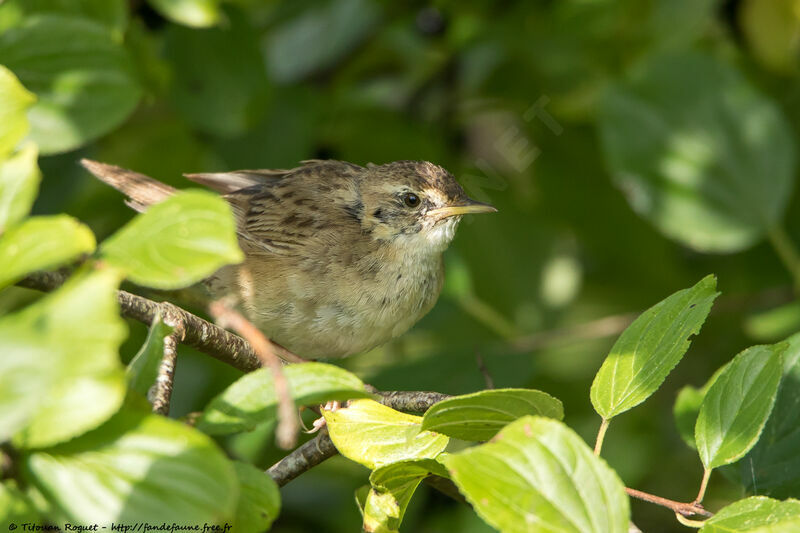 Common Grasshopper Warbler, identification