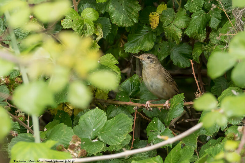 Locustelle tachetée, identification