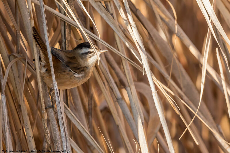 Moustached Warbler