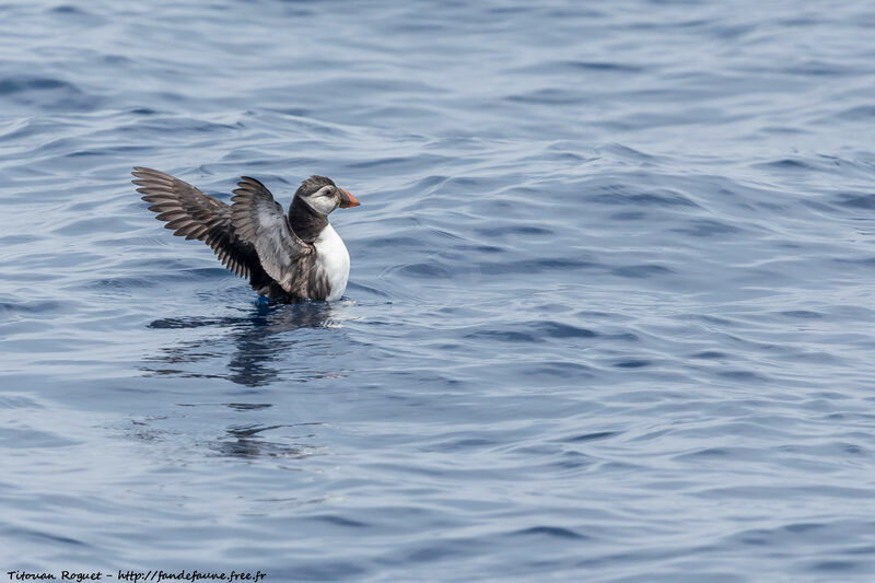 Atlantic Puffin