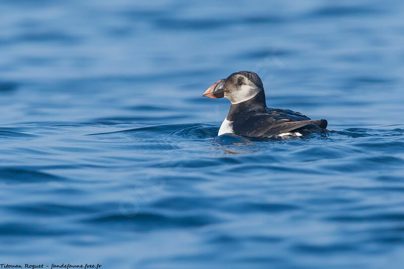 Atlantic Puffin