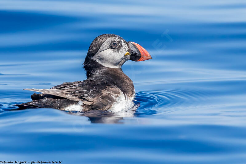 Atlantic Puffin