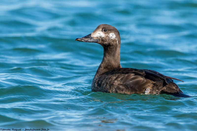 Velvet Scoter