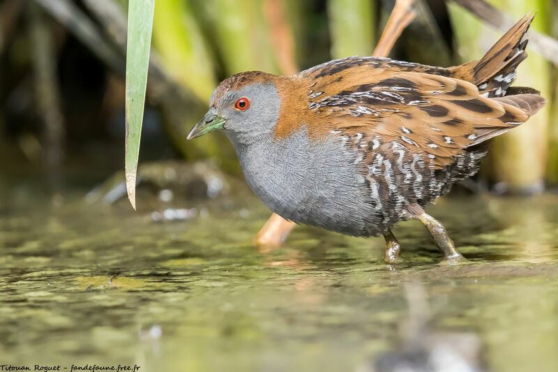 Baillon's Crake