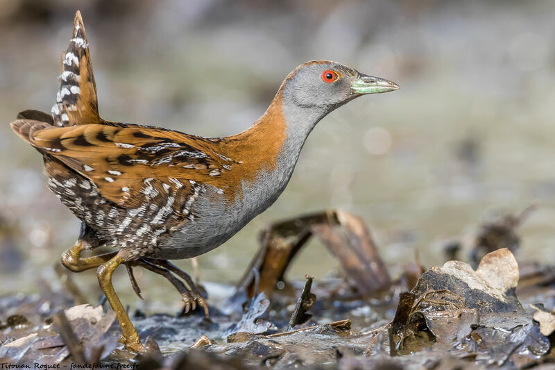 Baillon's Crake