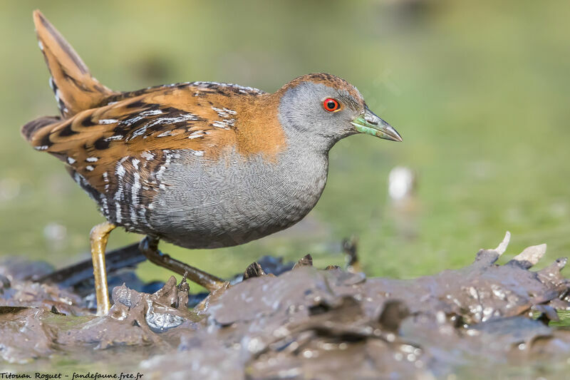 Baillon's Crake