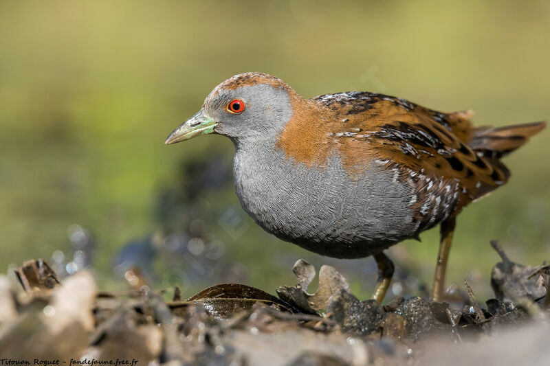 Baillon's Crake