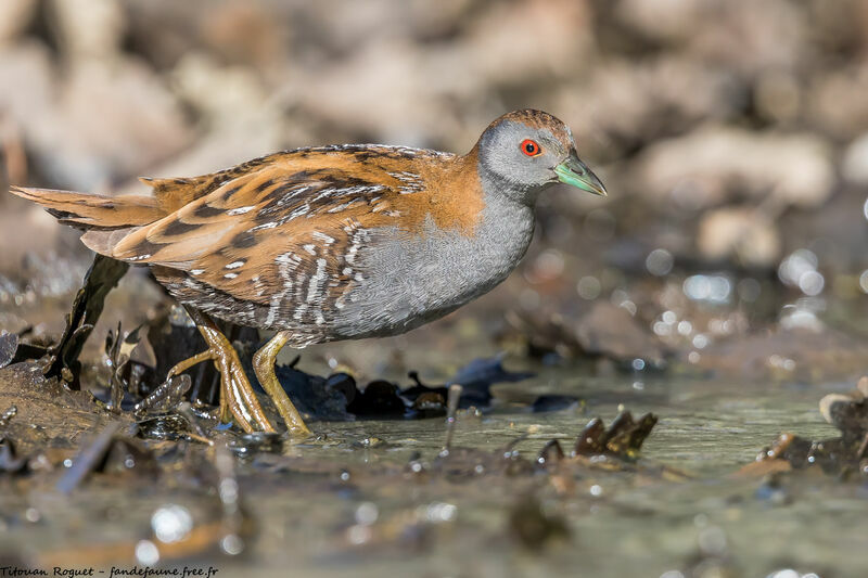 Baillon's Crake