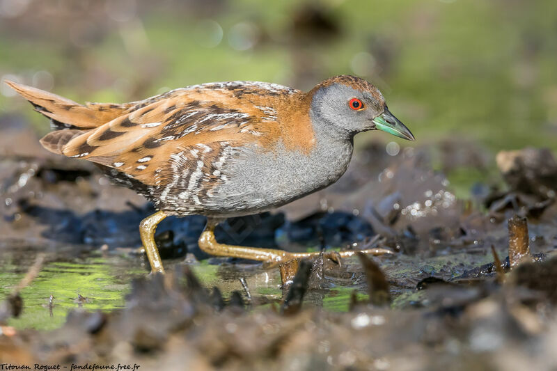 Baillon's Crake