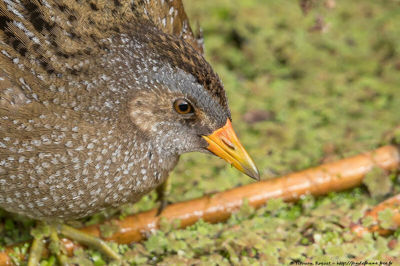 Spotted Crake