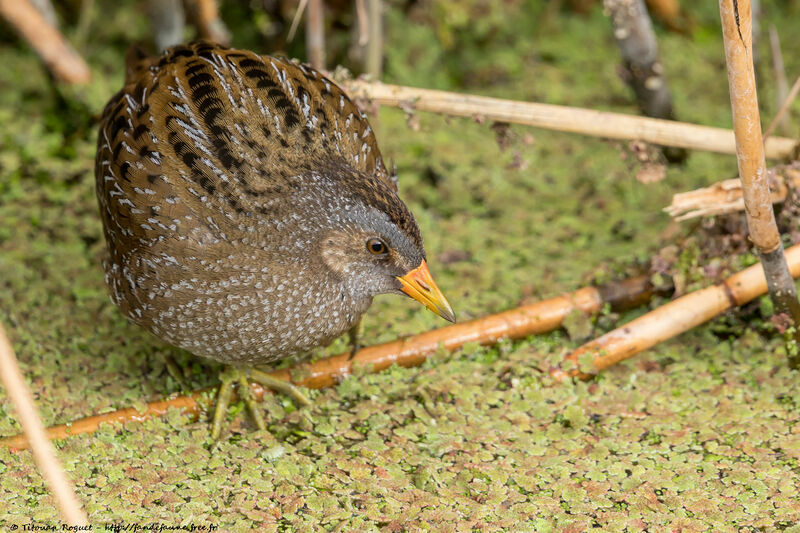 Spotted Crake