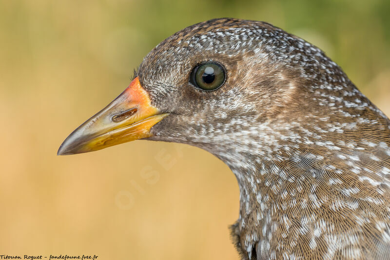 Spotted Crake