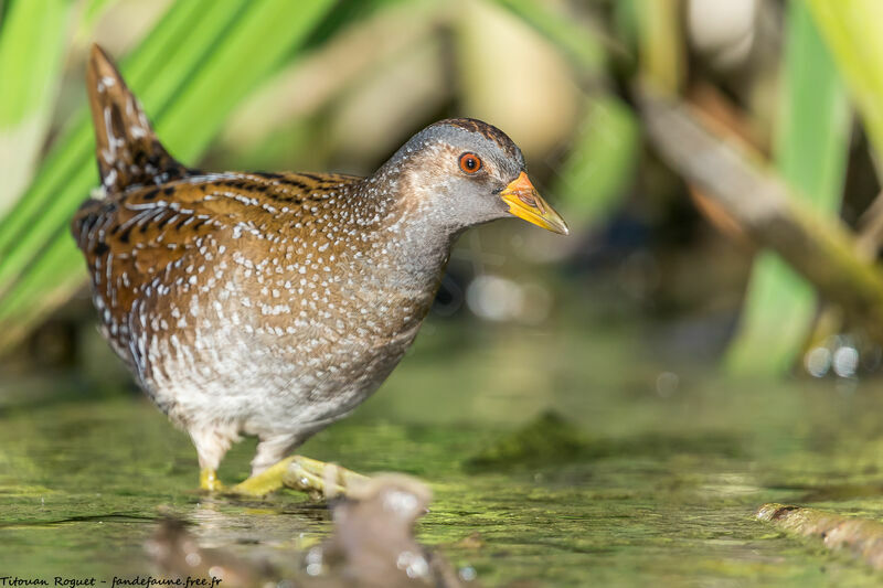 Spotted Crake