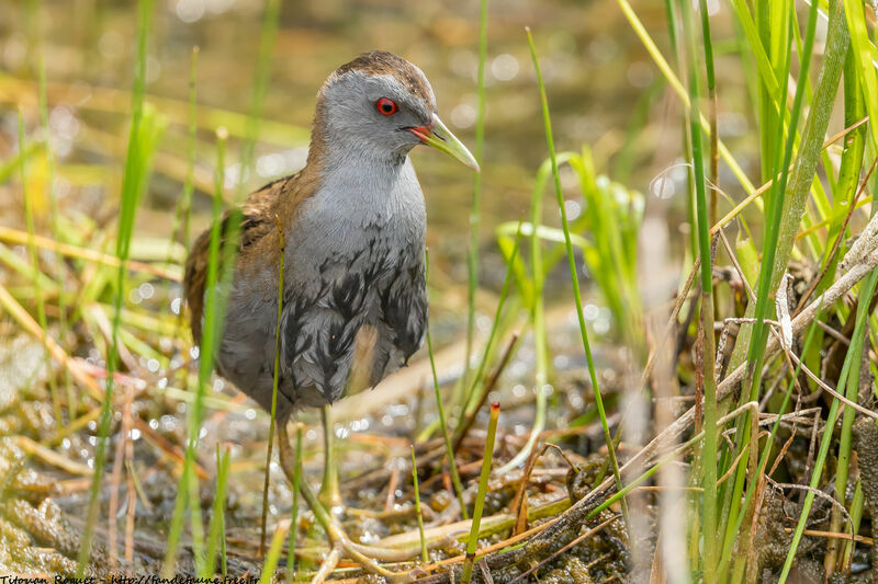 Little Crake