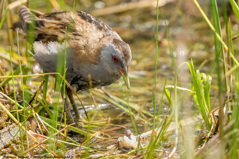 Little Crake