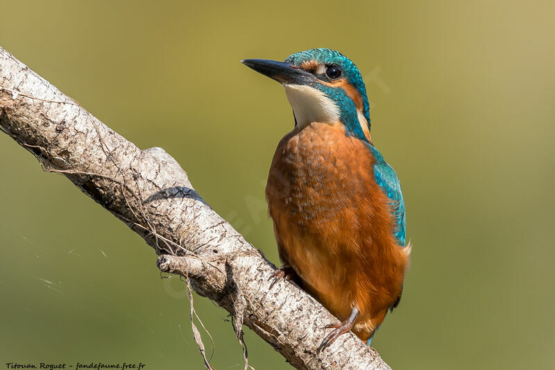 Common Kingfisher