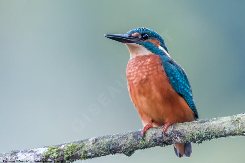 Common Kingfisher