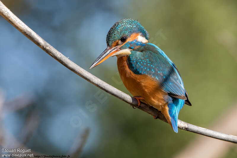 Common Kingfisher female adult transition, identification