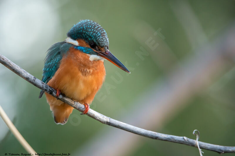 Common Kingfisher female adult breeding, identification