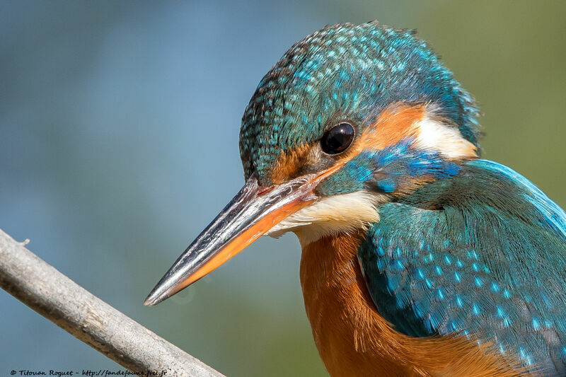 Common Kingfisher female adult breeding, identification, close-up portrait