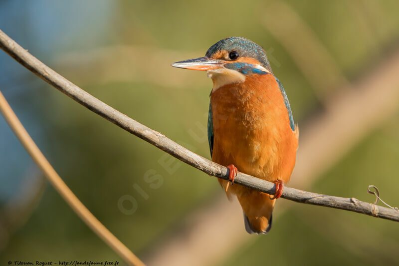 Common Kingfisher female adult breeding, identification