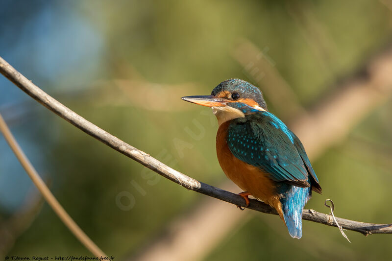 Common Kingfisher female adult breeding, identification