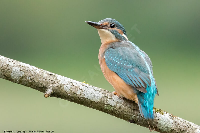 Common Kingfisher