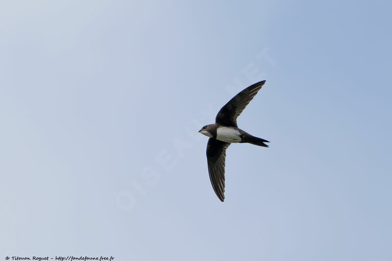 Alpine Swift, identification, aspect, pigmentation, Flight