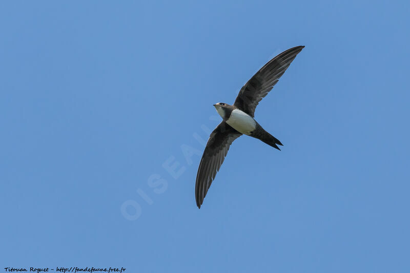 Alpine Swift