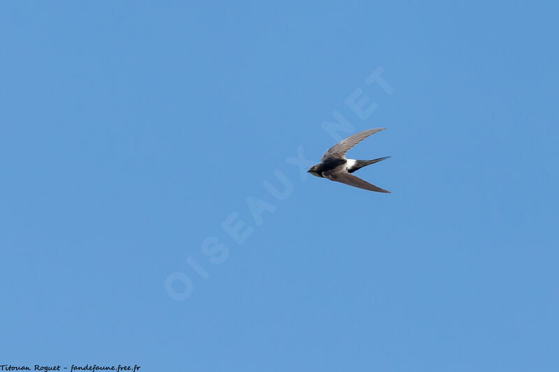 White-rumped Swift