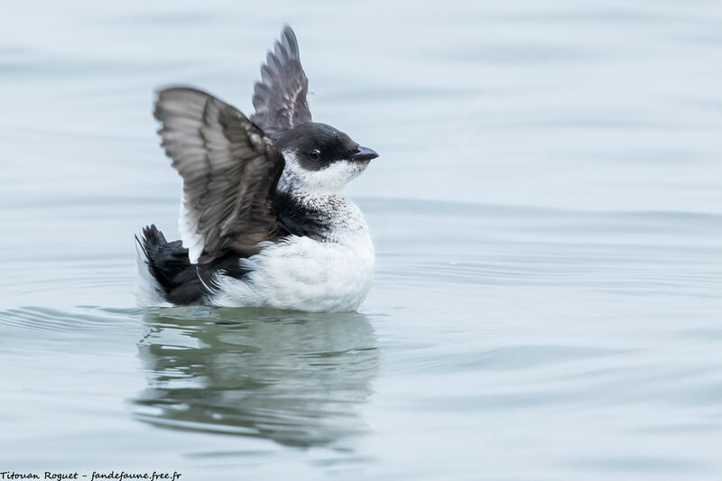 Little Auk