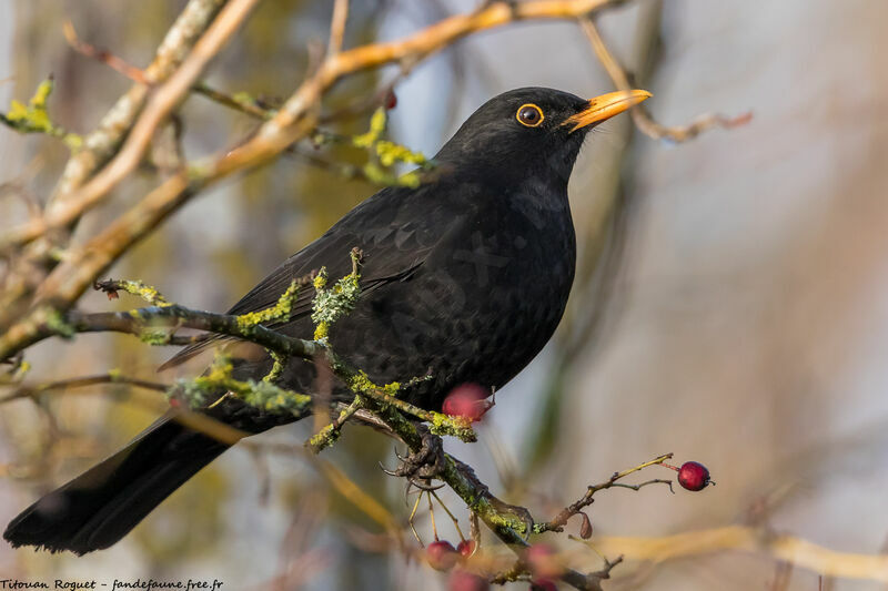 Common Blackbird