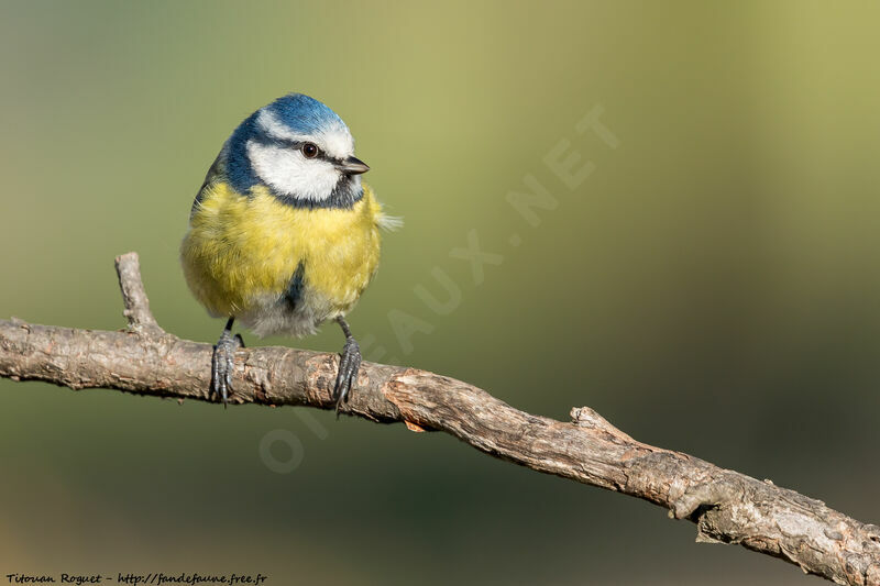 Eurasian Blue Tit