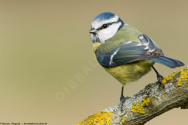 Mésange bleue